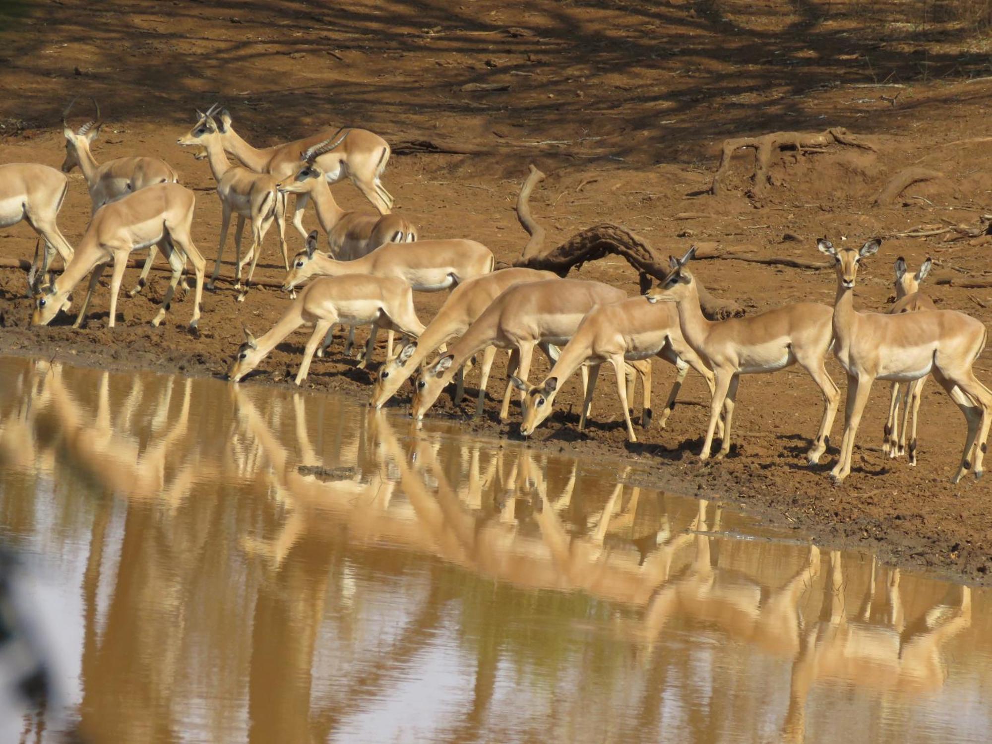 Sable Creek Safari Lodge Tzaneen Ngoại thất bức ảnh