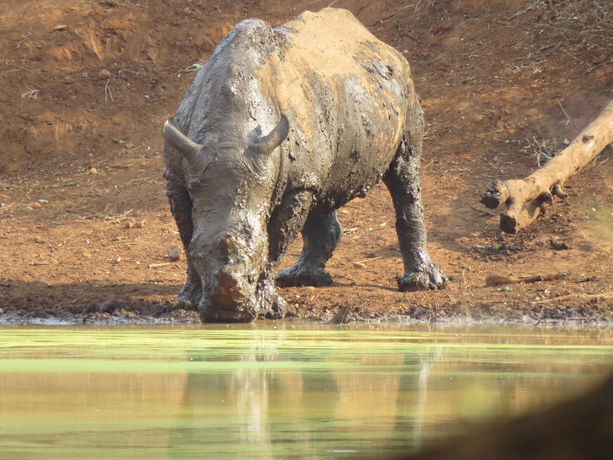 Sable Creek Safari Lodge Tzaneen Ngoại thất bức ảnh