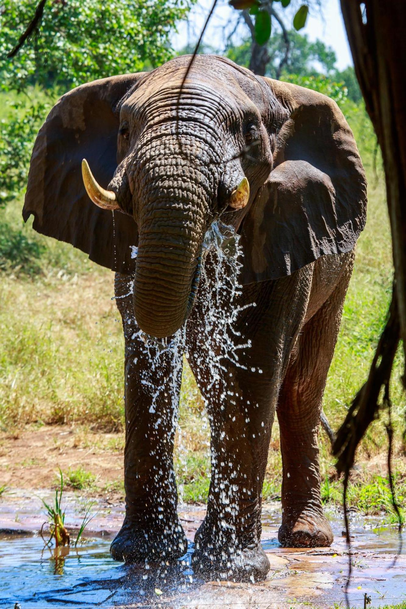 Sable Creek Safari Lodge Tzaneen Ngoại thất bức ảnh