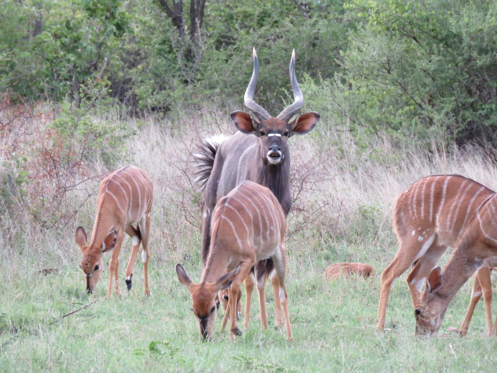 Sable Creek Safari Lodge Tzaneen Ngoại thất bức ảnh