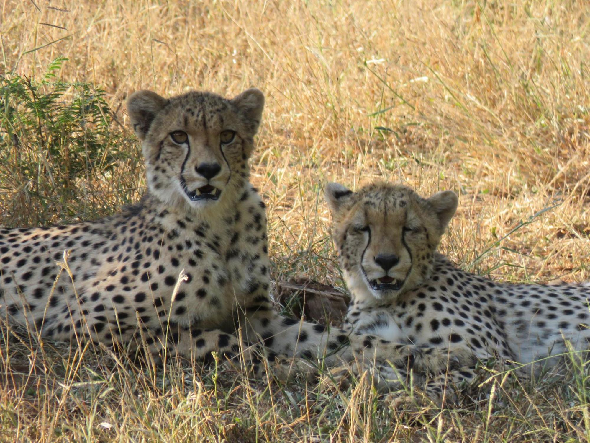 Sable Creek Safari Lodge Tzaneen Ngoại thất bức ảnh