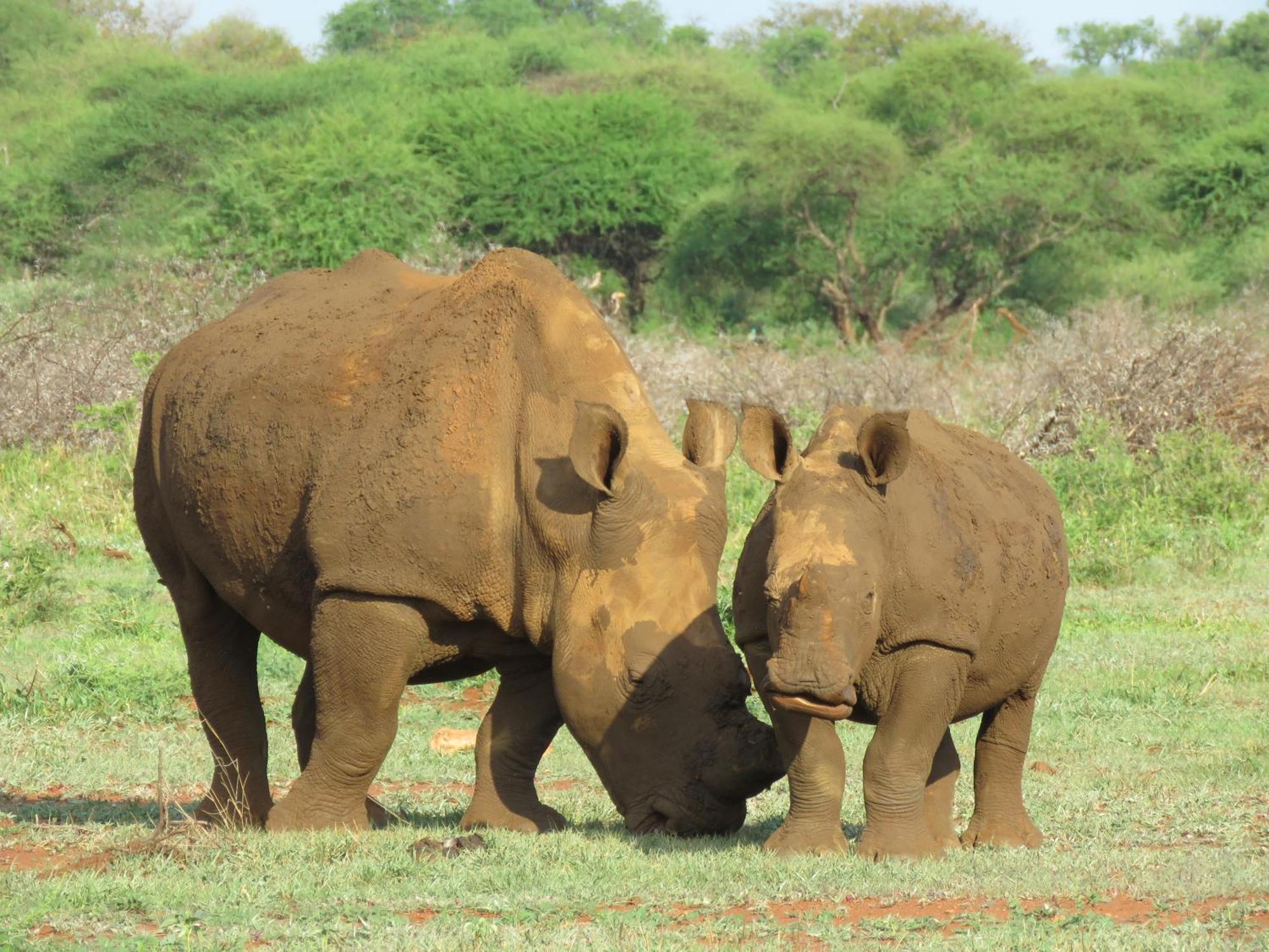 Sable Creek Safari Lodge Tzaneen Ngoại thất bức ảnh